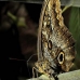 butterfly_la_v_0904_ecu2959.jpg